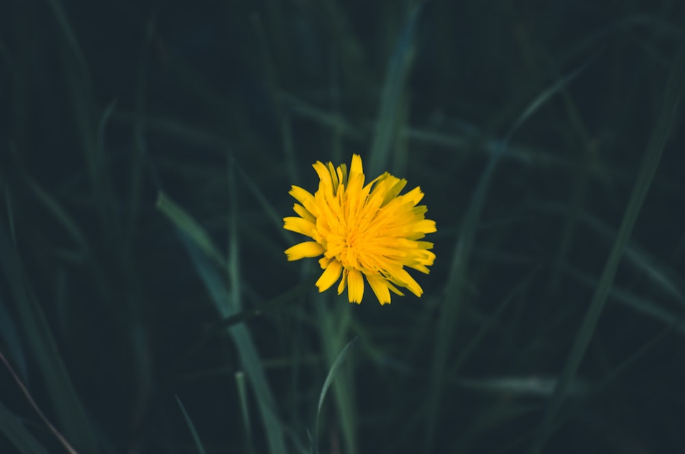 Fotografía de enfoque superficial de flor amarilla