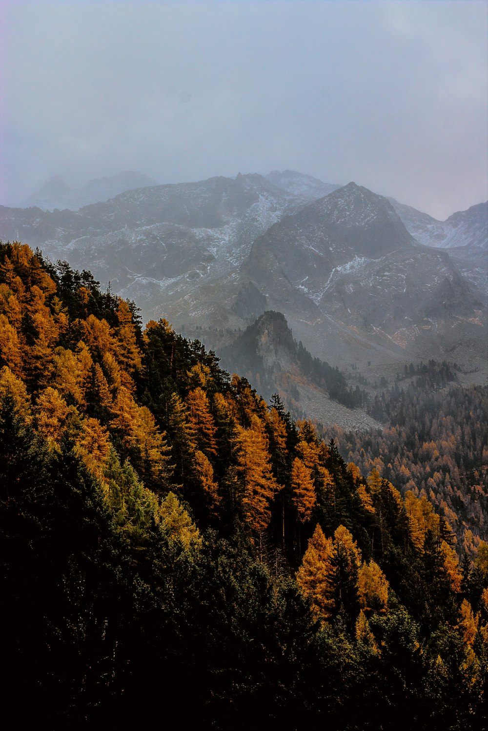 brown and green trees on mountain