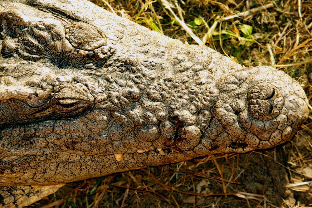 Photographie de mise au point peu profonde de crocodile