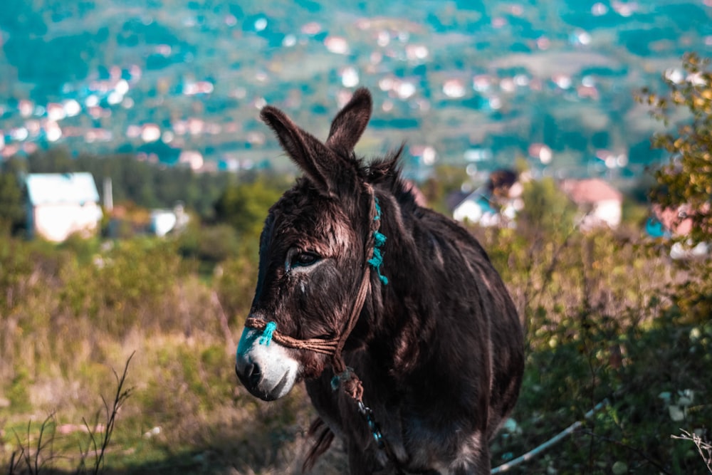 depth photography of brown donkey