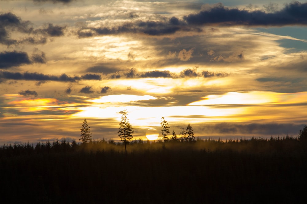 silhouette of trees during golden hour