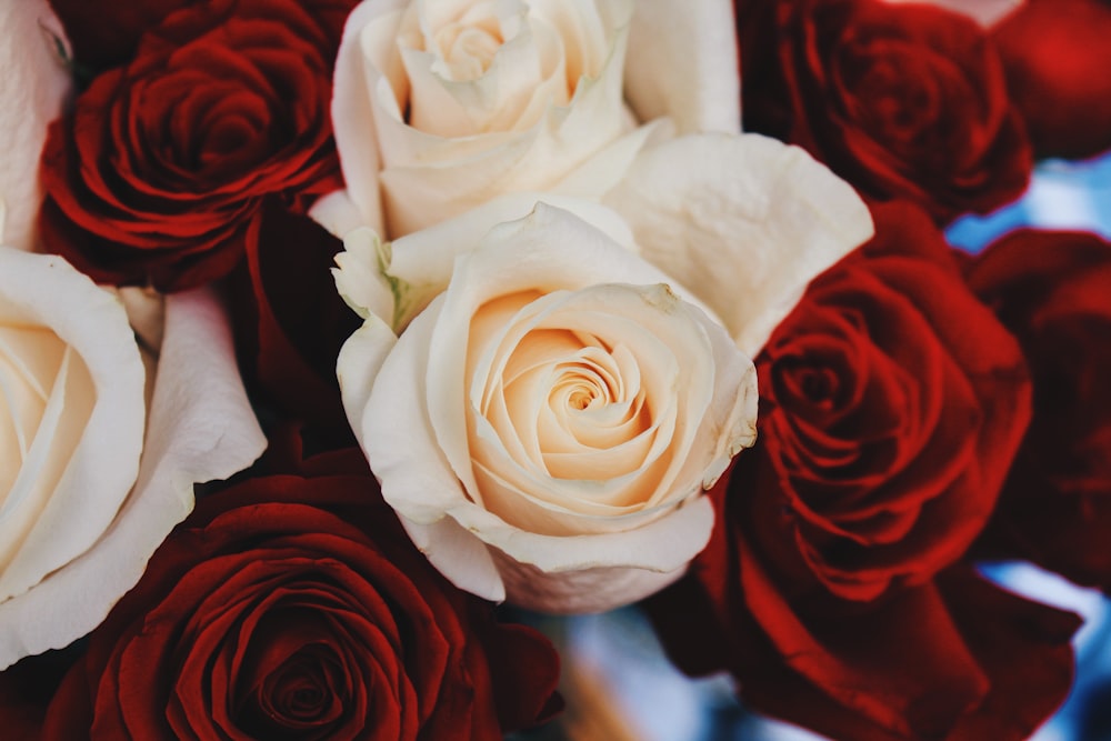 Photographie à mise au point peu profonde de roses rouges et beiges