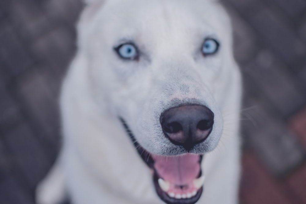 口を開ける子鹿犬の写真