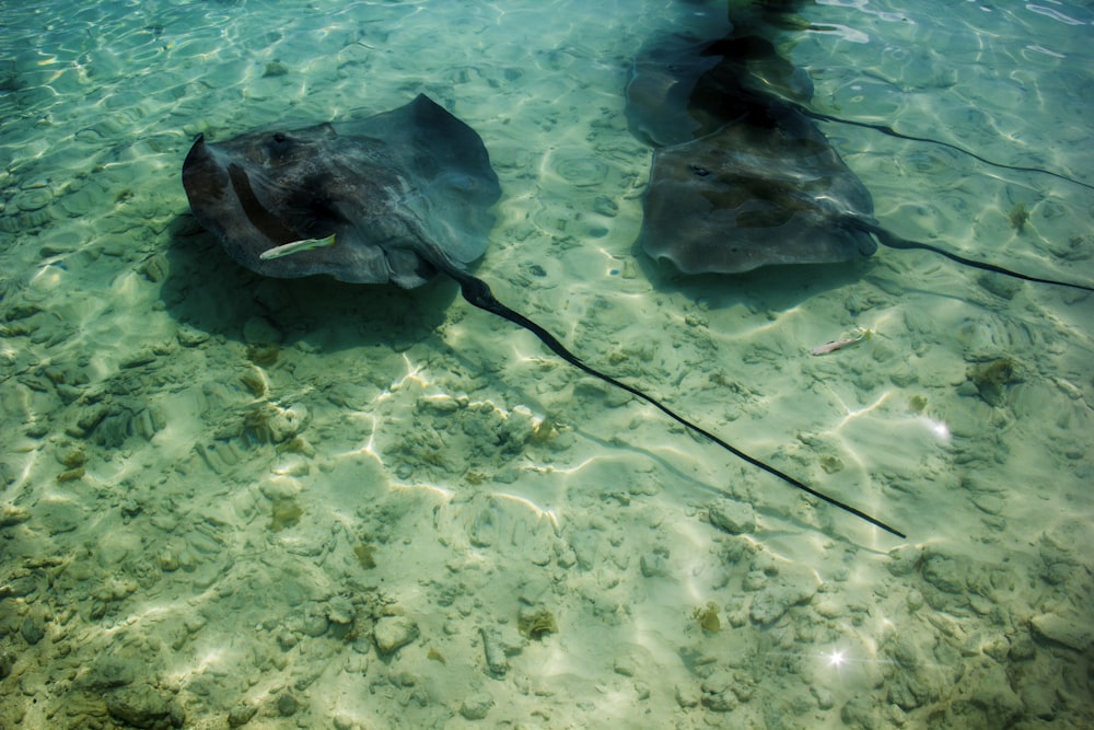 drei Stachelrochen schwimmen im Wasser