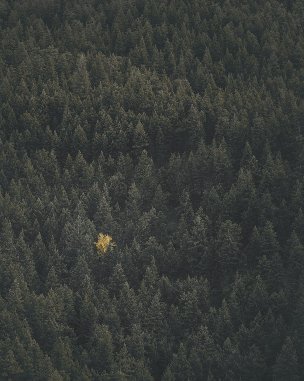 Landschaftsfotografie des Waldes