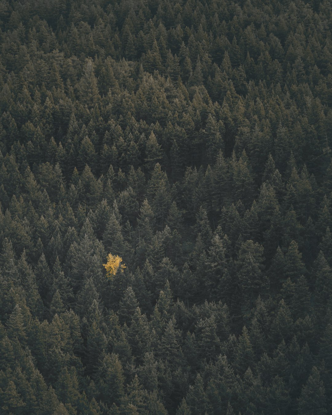 Forest photo spot Colorado Golden
