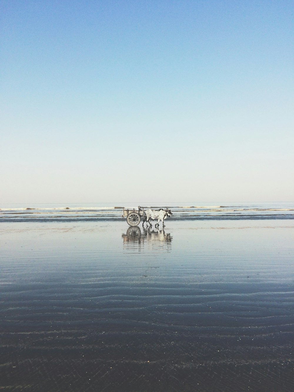 white cattle hauling wagon on seaside during daytime