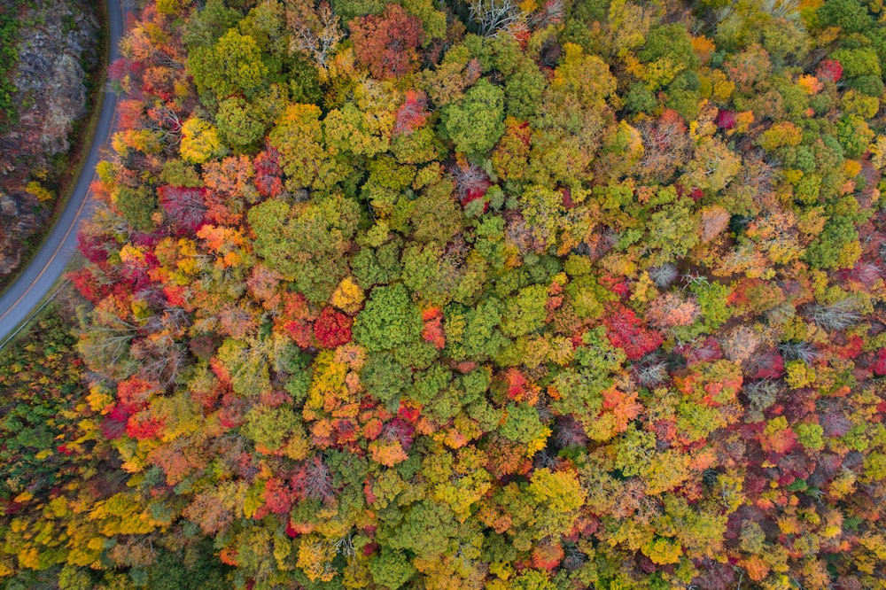 bird's eye photography of trees