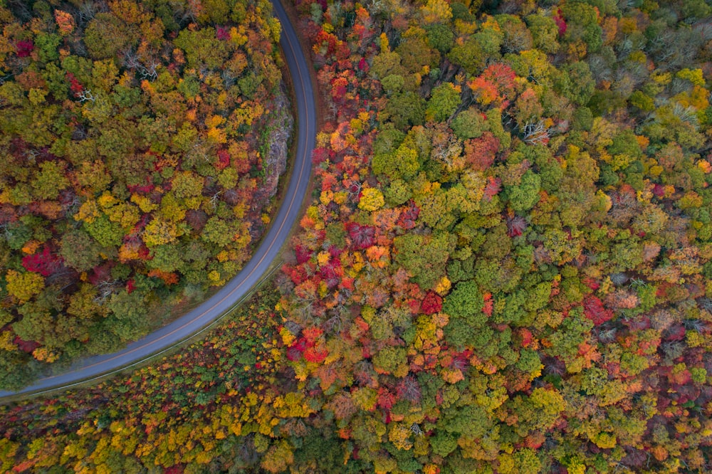 gray road with trees on both sides aerial photography