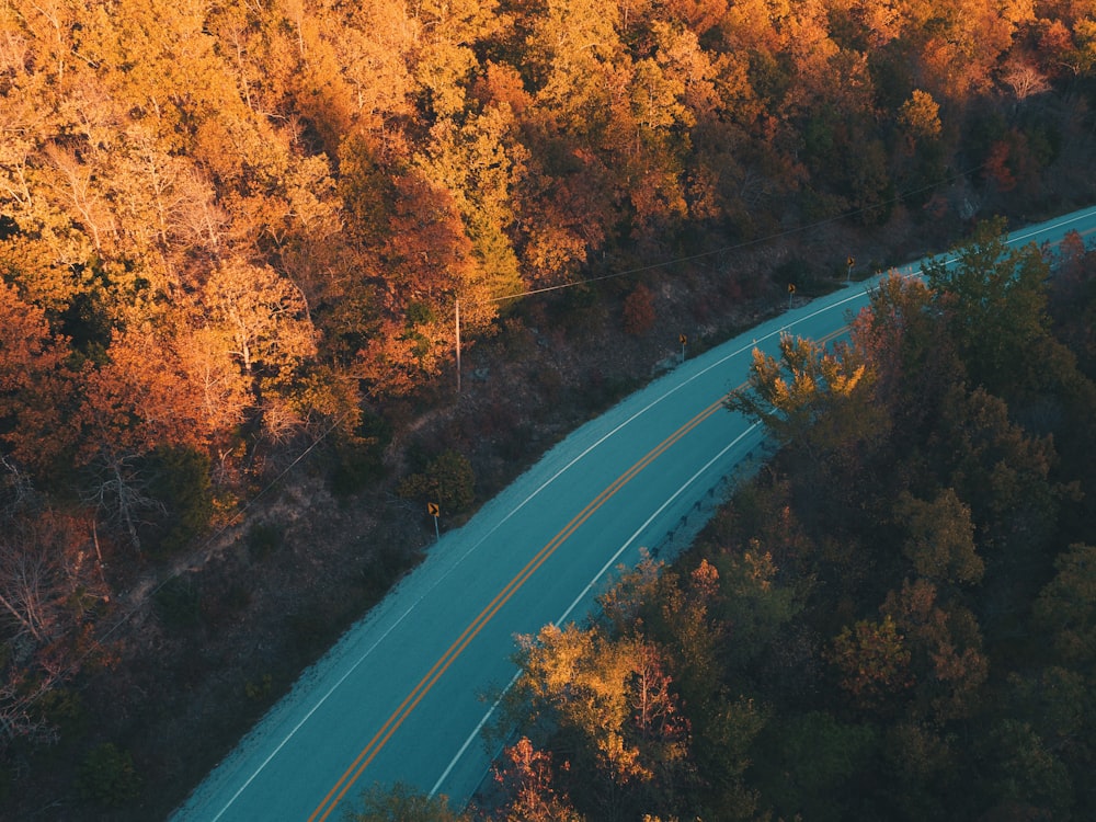 bird's-eye view photography of asphalt road between brown trees