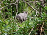 A wombat emerging from its burrow surrounded by native Australian flora.