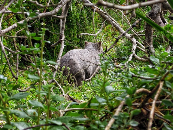 A wombat emerging from its burrow surrounded by native Australian flora.