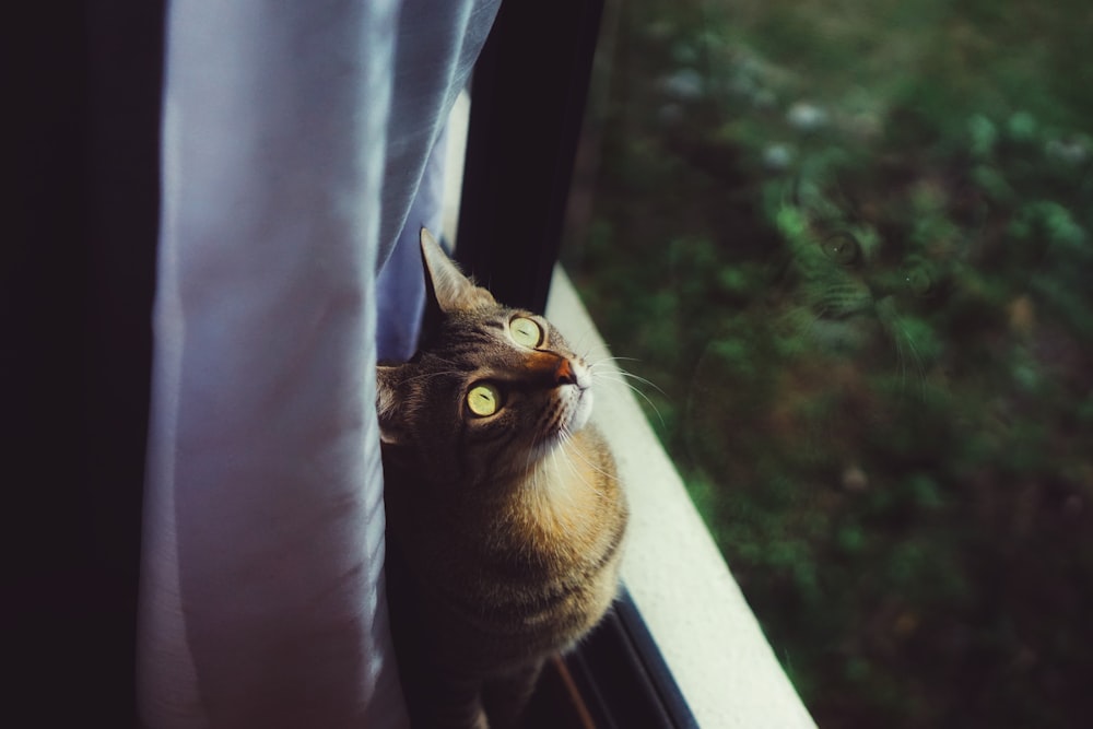 closeup photo of brown tabby cat