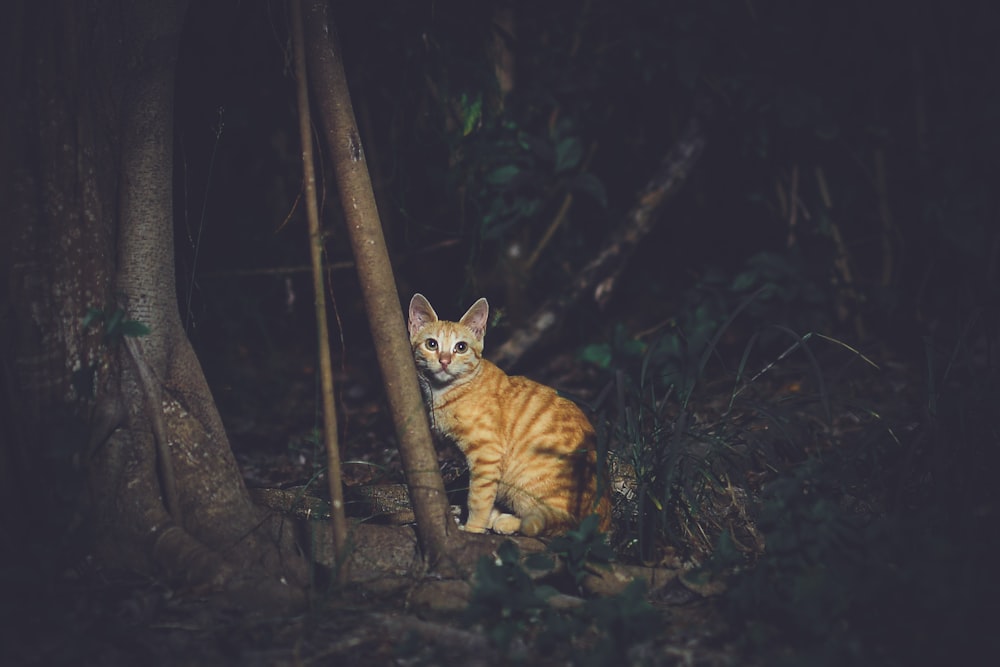 adult orange tabby cat