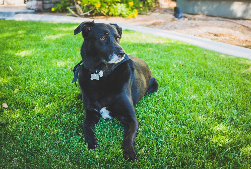 short-coated black dog lying on grass