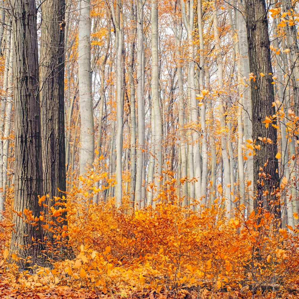 alberi a foglia marrone durante il giorno