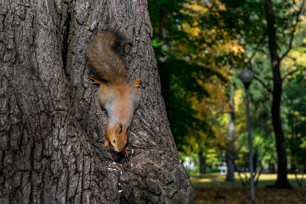 brown and gray squirrel on gray tree trunk at daytime