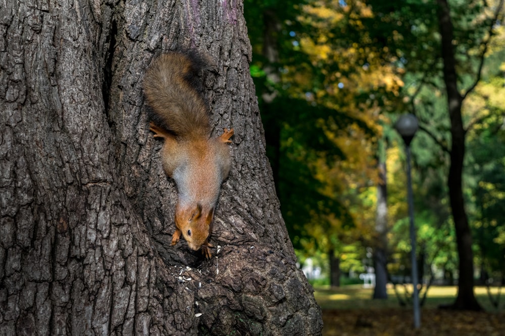 scoiattolo marrone e grigio sul tronco d'albero grigio durante il giorno