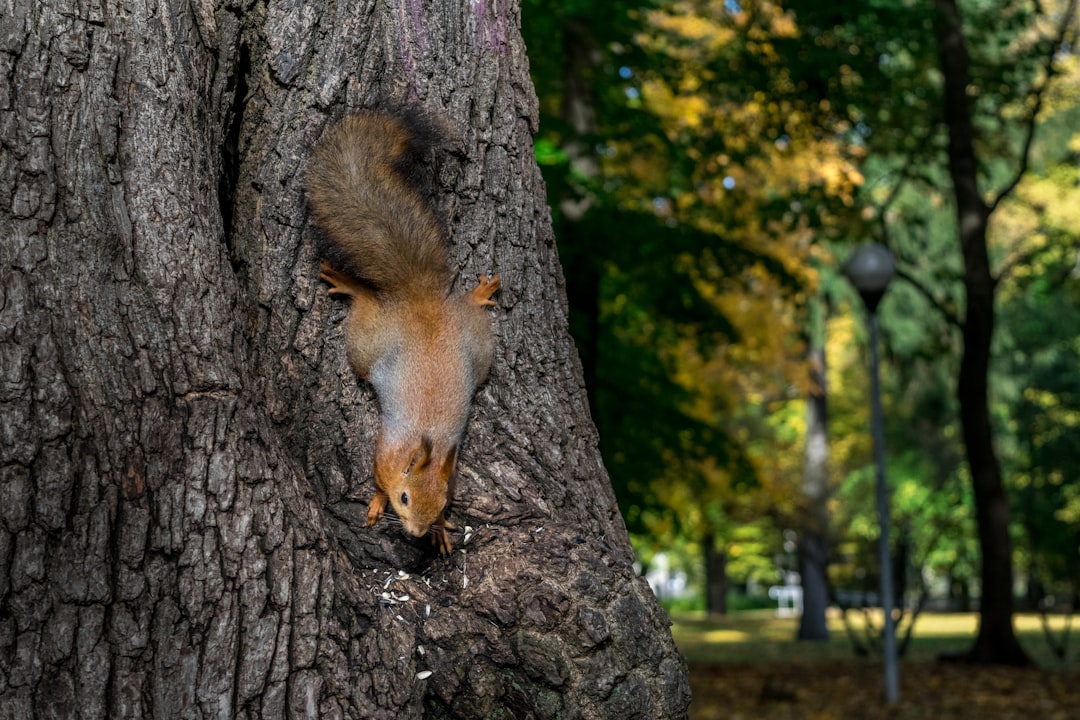 Wildlife photo spot Kalmistupark Kopli Old Town of Tallinn