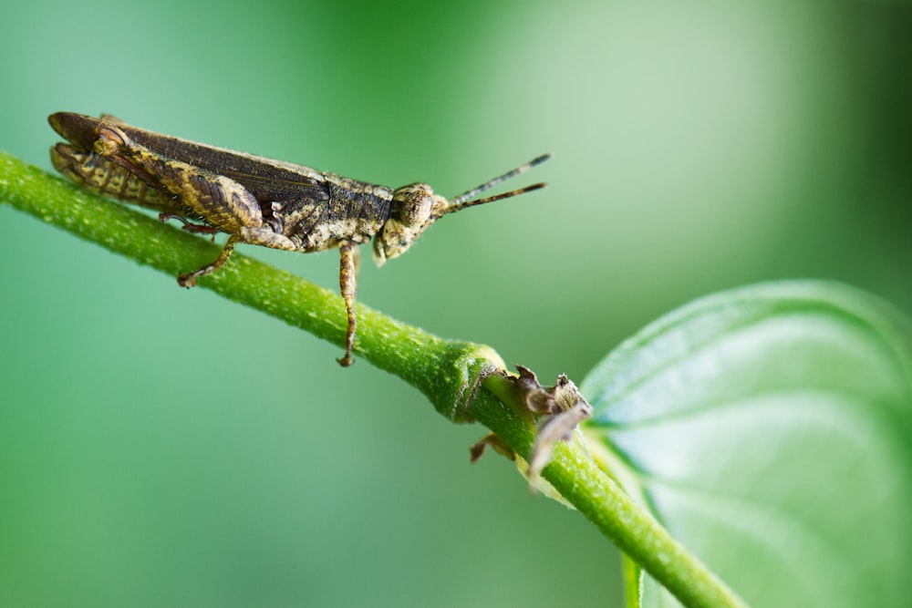 macro photography of grass hopper