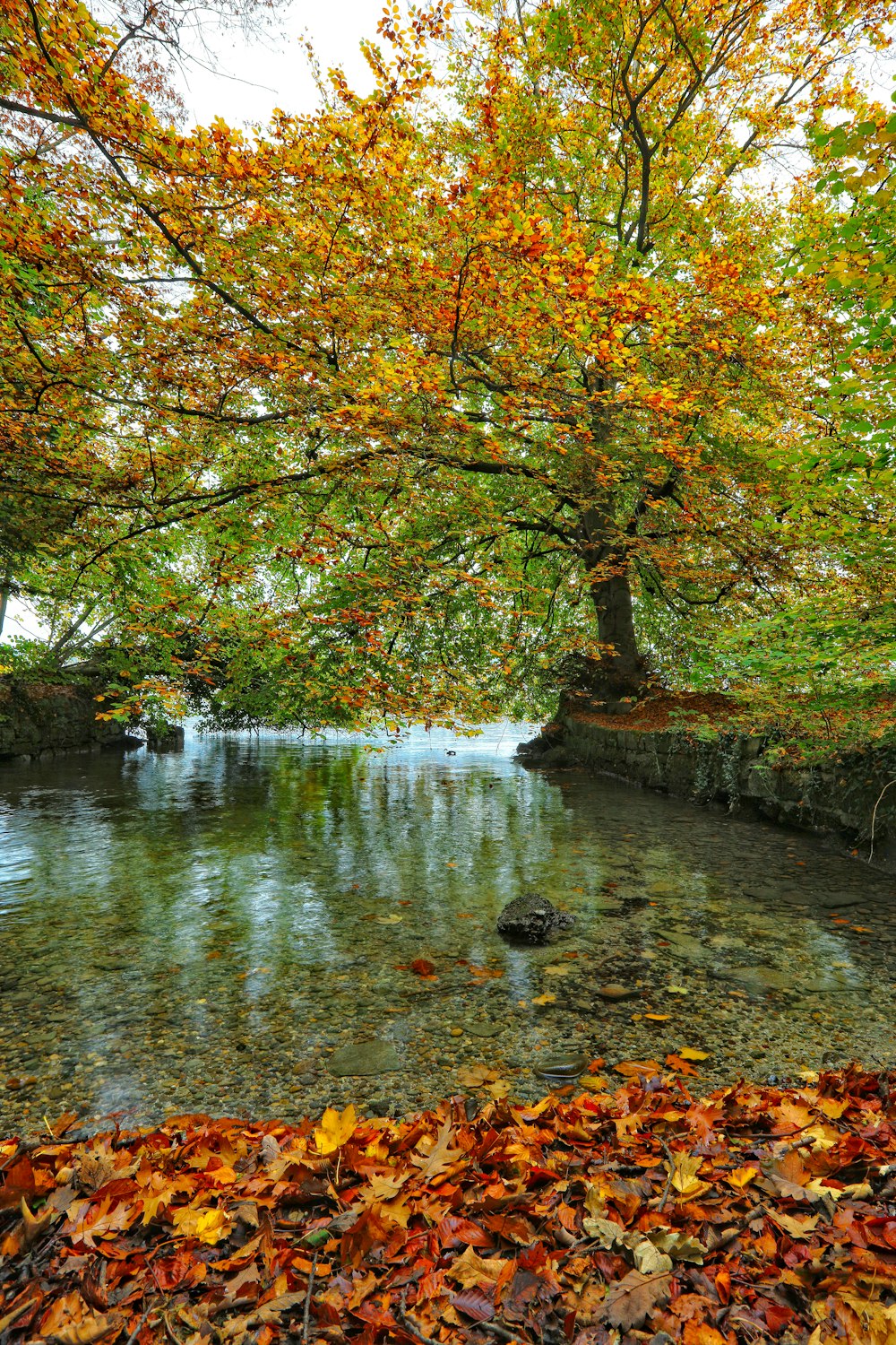 body of water near a tree during daytime