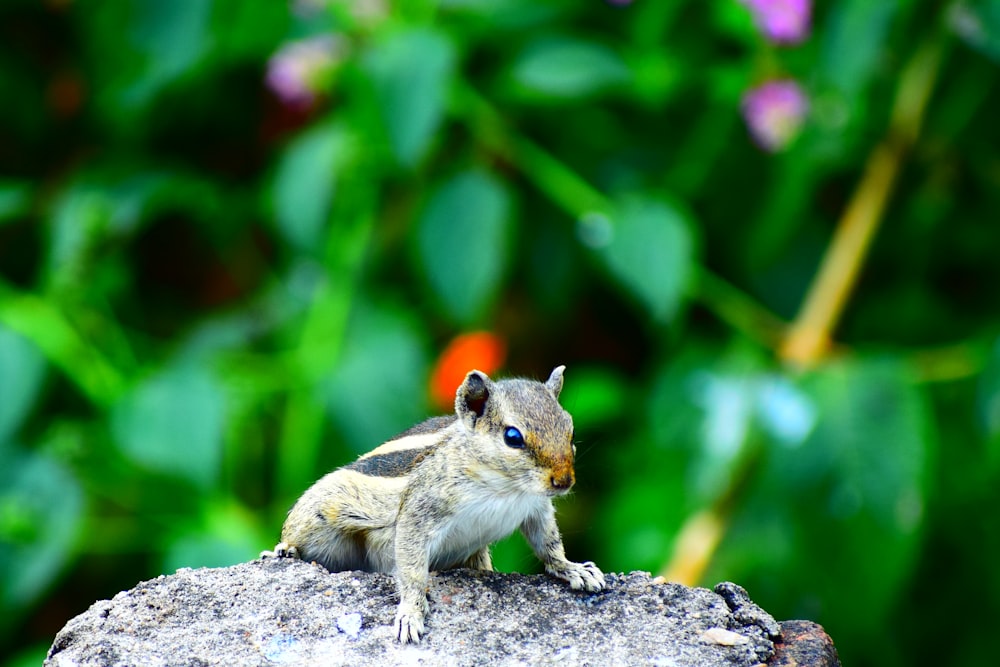 shallow focus photography of sugar glider