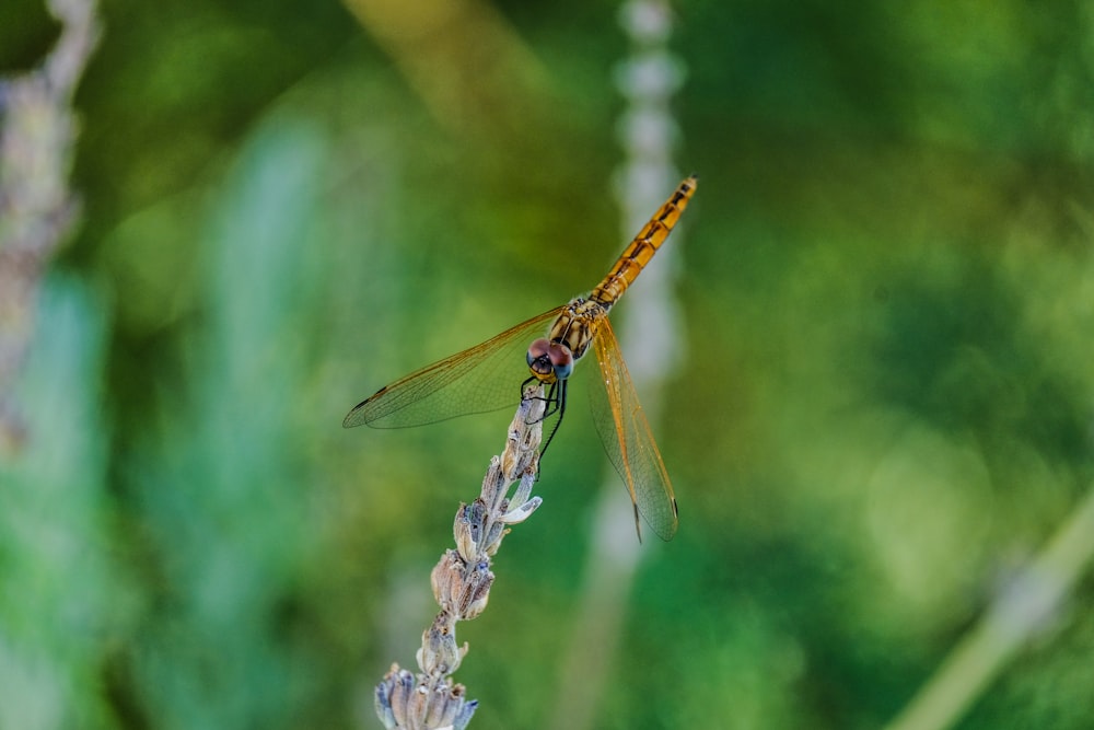 selective focus photography of brown dragonfly on flower