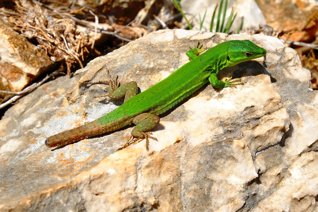 lizard on rock