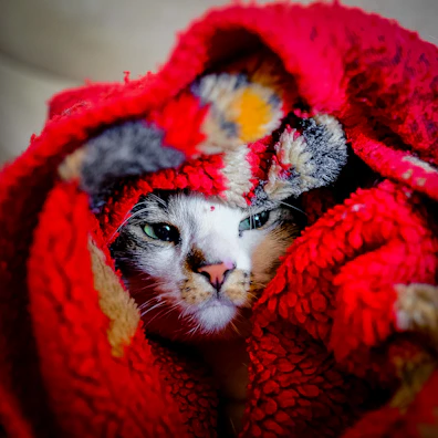 A content cat wrapped in a soft, vibrant scarf, resting on a cozy blanket.