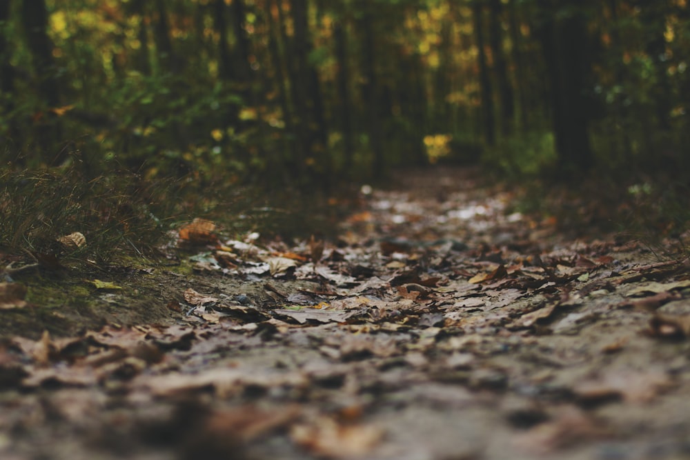 pathway between green leafed trees