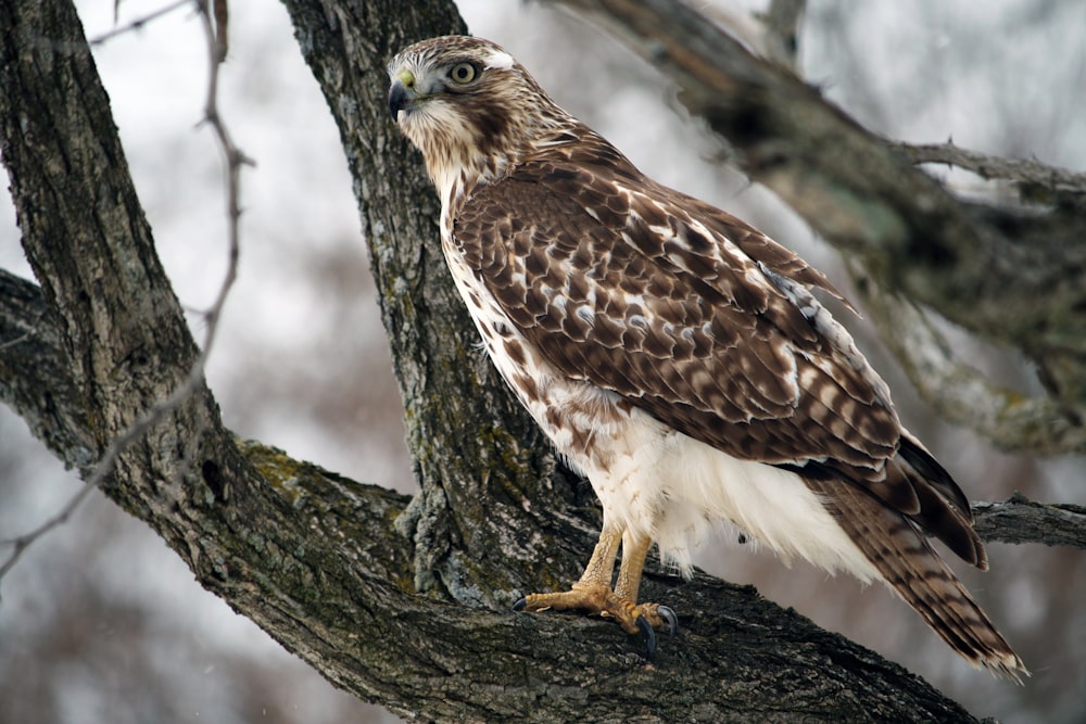 oiseau brun et blanc sur branche d’arbre