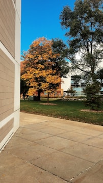 A tree with vibrant autumn foliage stands near a building with light-colored walls. The sky is clear and blue, suggesting a sunny day. A well-kept lawn and a sidewalk are also visible, contributing to a serene outdoor setting.