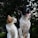 shallow focus photography of dog and cat