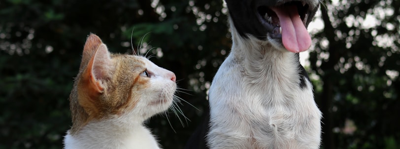 shallow focus photography of dog and cat