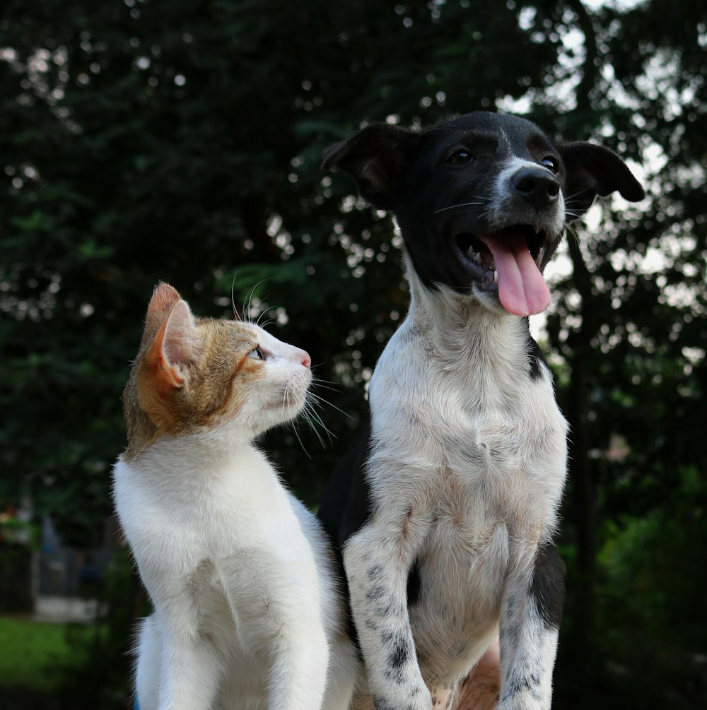 shallow focus photography of dog and cat