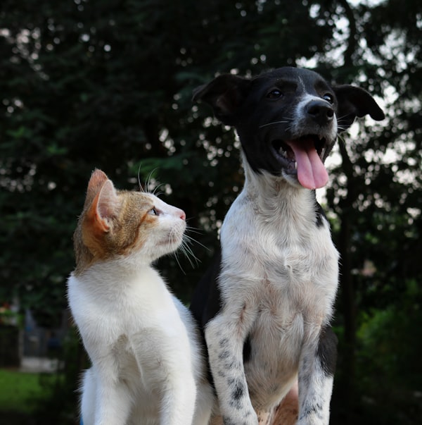Cane e gatto con sfondo sfocato