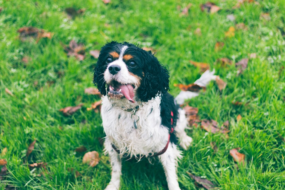 chien noir et blanc sur l’herbe verte