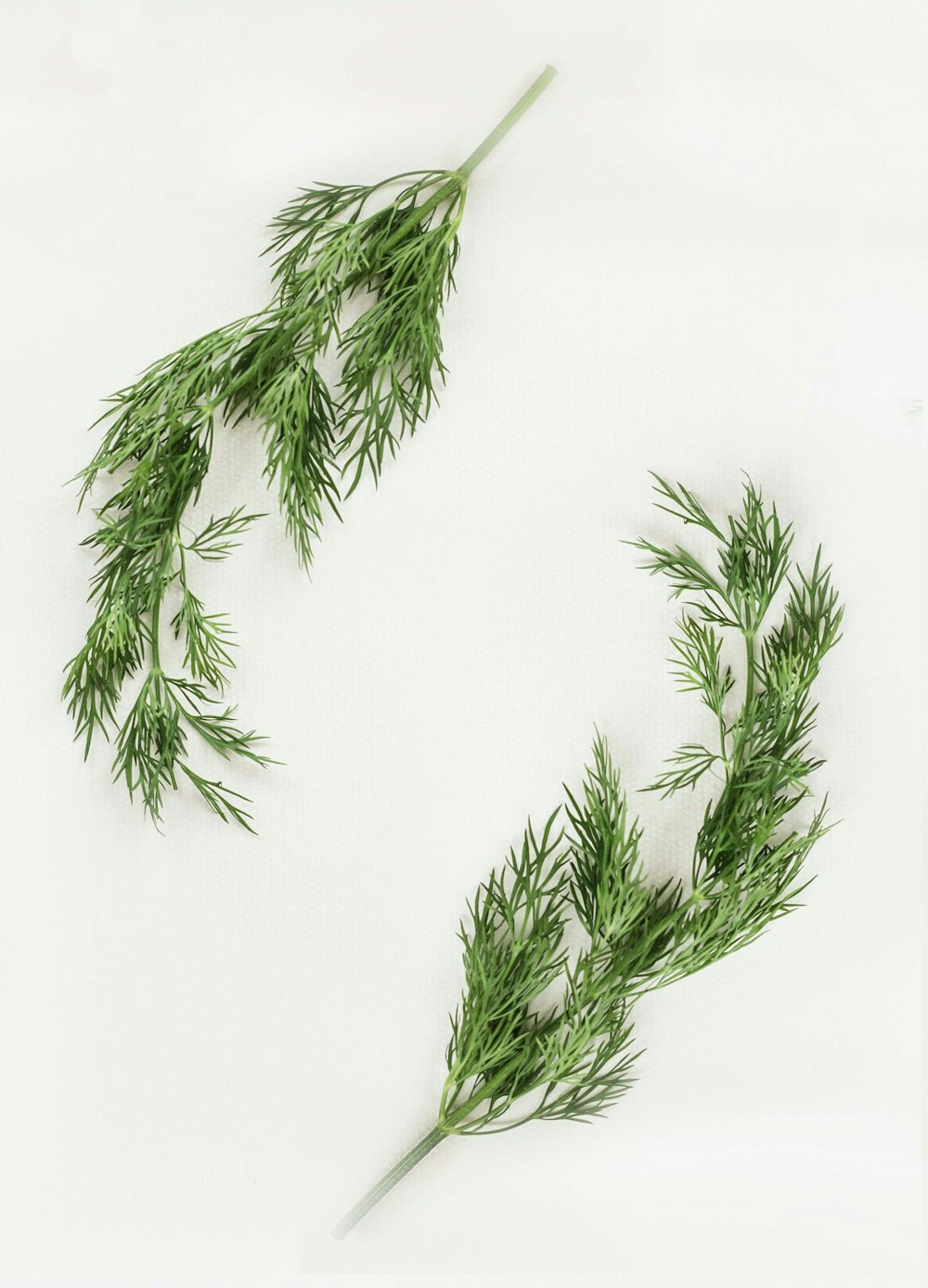 green leafed plants on white background
