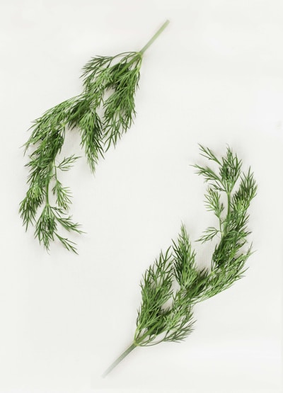 Dill
