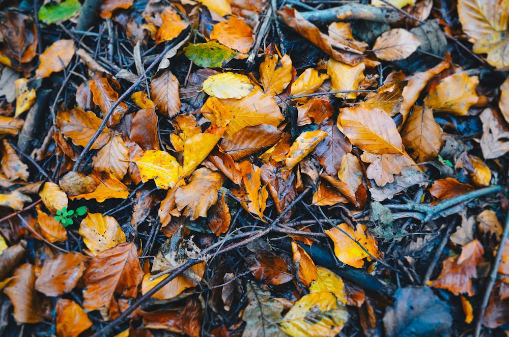 Photographie de vue de dessus des feuilles