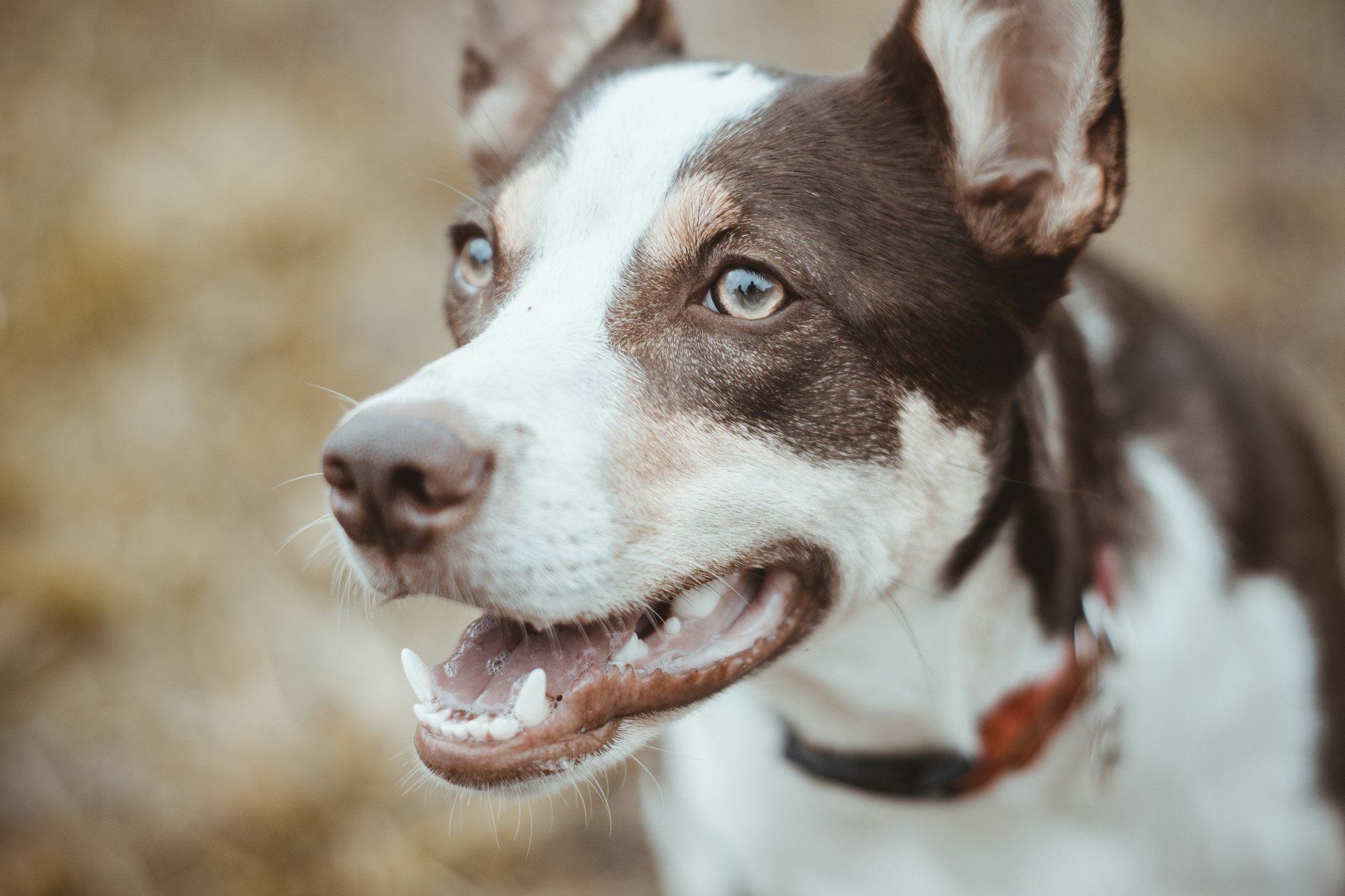 close view of short-coated brown and white dog with cleaned teeth