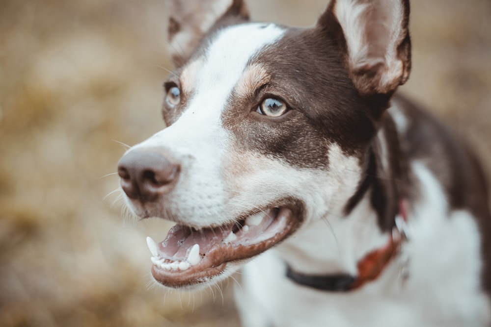 close view of short-coated brown and white dog