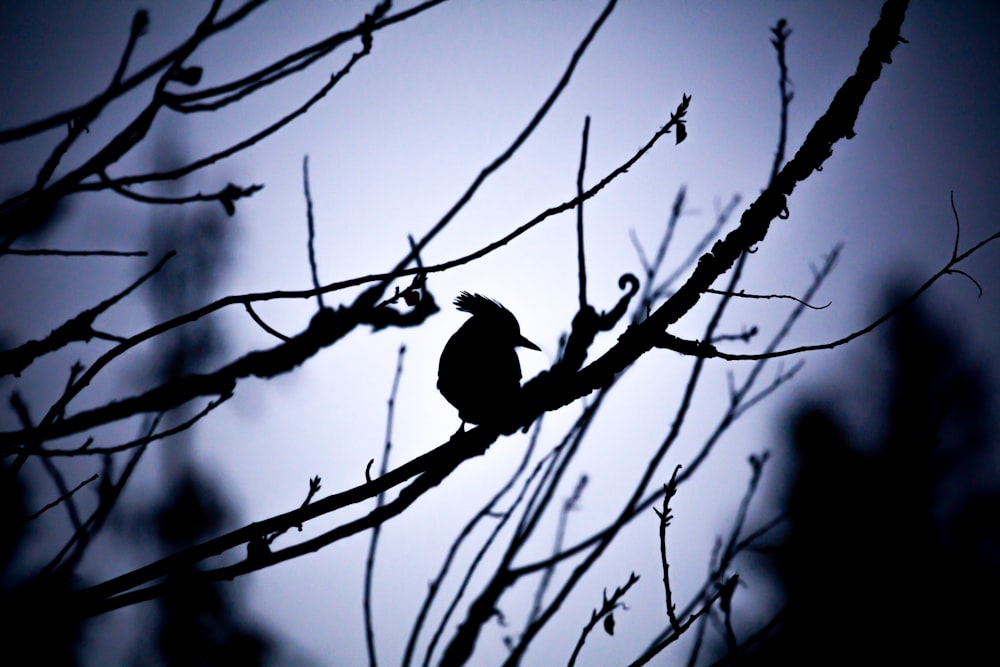 silhouette photography of bird and tree branches