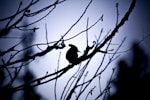 silhouette photography of bird and tree branches