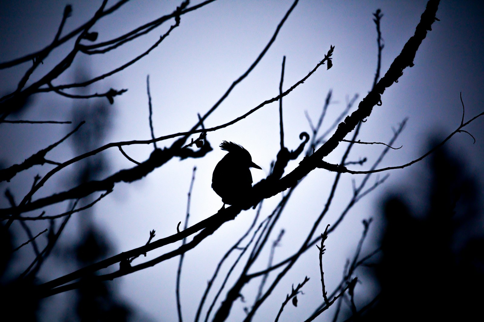 Canon EF 100-400mm F4.5-5.6L IS II USM sample photo. Silhouette photography of bird photography