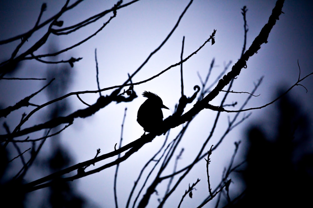 Fotografia de silhueta de galhos de pássaros e árvores