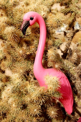 pink plastic flamingo on cactus plant becasue its funny