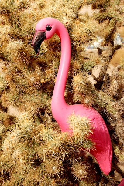 pink plastic flamingo on cactus plant becasue its funny