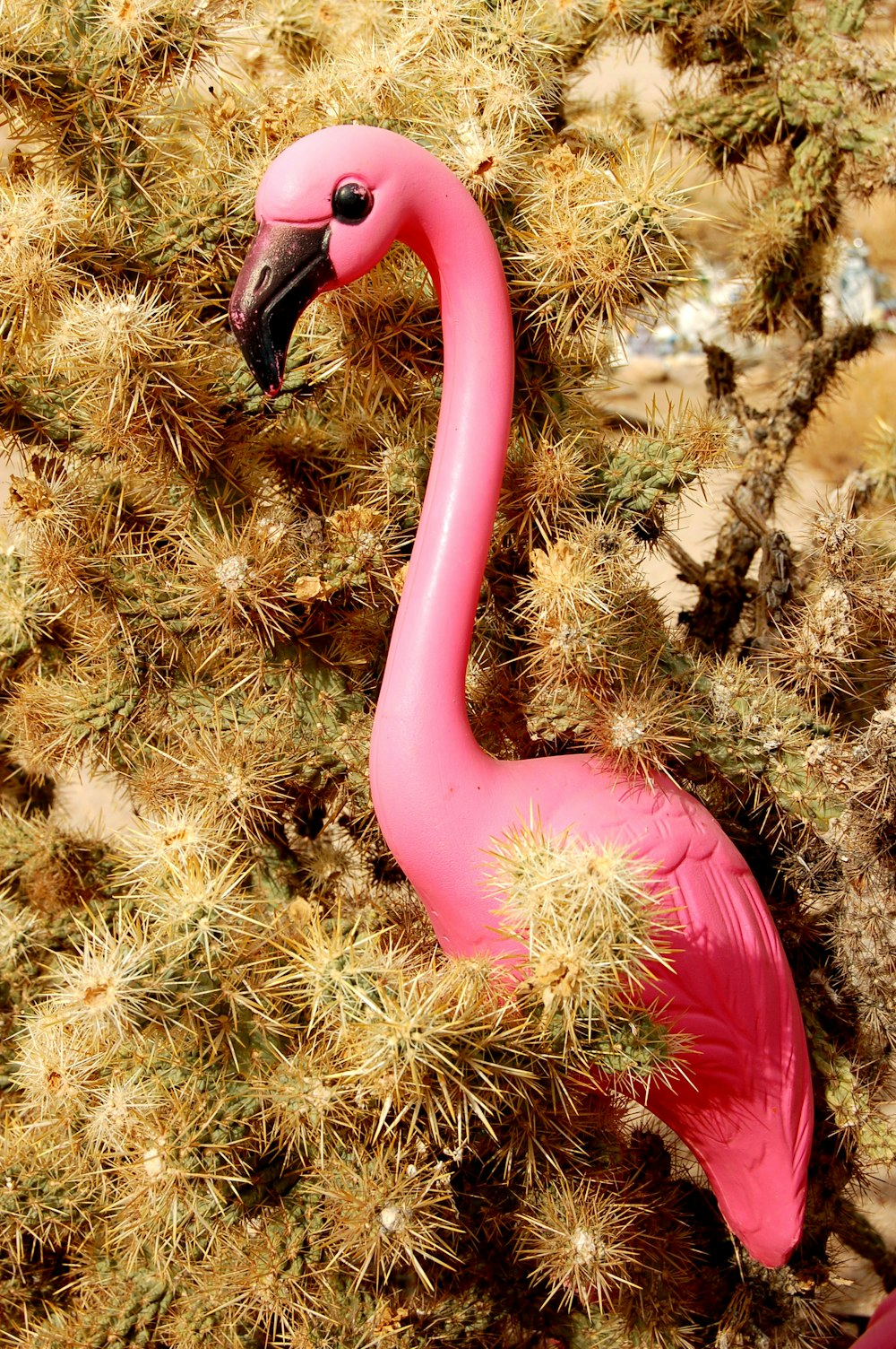 pink plastic flamingo on cactus plant