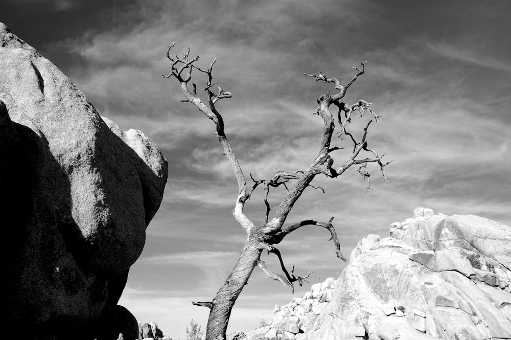 grayscale photo of bare tree